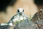 Picture 'Eq1_30_28 Gull, Swallow-tailed gull, Chick, Plazas, Galapagos'